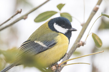 Mésange charbonnière
