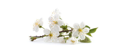 Blooming branch of apple tree with white flowers on light horizontal long background.