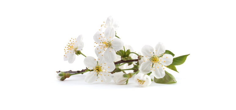 Fototapeta Blooming branch of apple tree with white flowers on light horizontal long background.