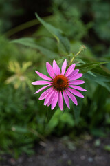 pink flower