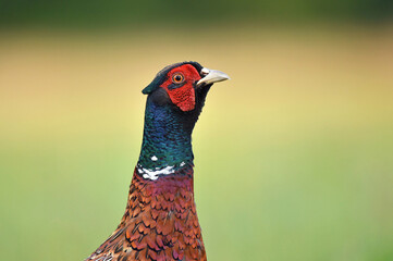 Close up of a wild male pheasant