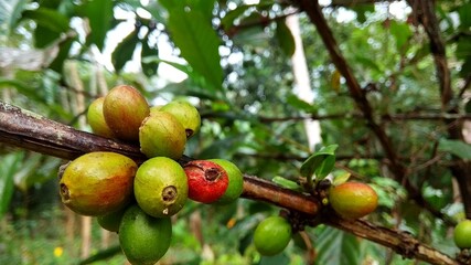 Fresh coffee cherries that are still attached to the stem
