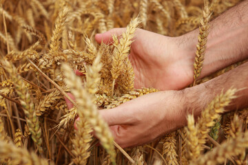 In a field of wheat cultivation, a man collects ripe ears of wheat with his hands.