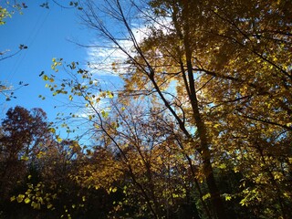 autumn leaves in the sun