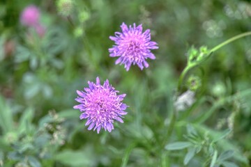 Cornflower in spring