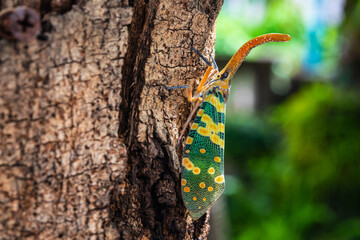 The fulgorid bug (Planthopper)  on the bark.