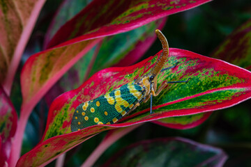 The fulgorid bug (Planthopper)  on the red leaf.