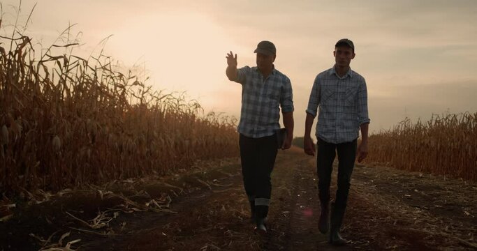Two farmers walk along a shallow road between corn fields at sunset