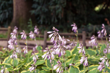 flowers in the garden