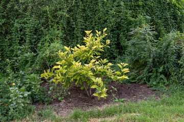 green moss in the garden