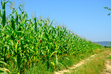 green corn field on blue sky