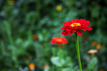 red and yellow flower