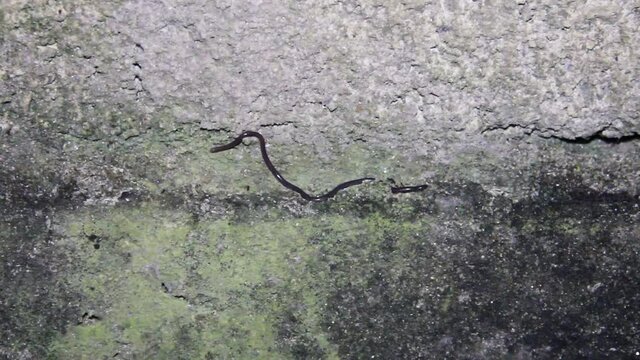 Blind snake (Typhlops) in dungeon. Sri Lanka
