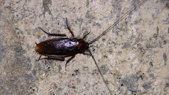 American cockroach Periplaneta. Sri Lanka