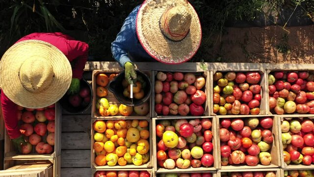 Extreme closeup overhead view of men with straw hats and sorting tomatoes on a flatbed in a tomato field at sunrise.
