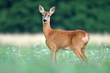 Wild female roe deer standing in a grass