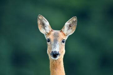 Close up of wild female roe deer © Soru Epotok