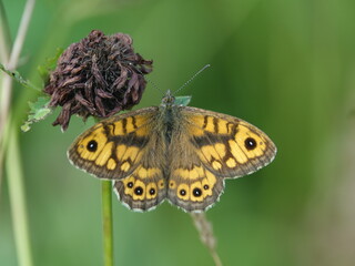 wall brown butterfly (Lasiommata megera)