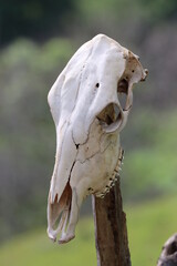 Side angle of a cow skull on a wooden stick found in a grassland in el Valle del Cauca.