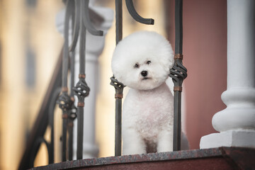 A funny white Bichon Frize with a beautiful haircut peeking out from behind a metal fence on stone...