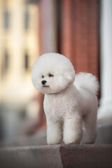 A funny white Bichon Frize with a beautiful haircut and fluffy tail standing on a stone step and looking to the side against the background of a snowless sunset cityscape