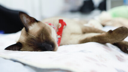 Brown beige cat. Siamese cat resting