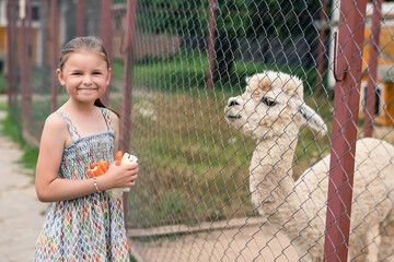 9 years old girl is ready to feed alpaca in the Zoo