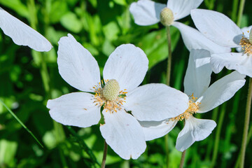 Blooming white flowers anemone in the garden. Close-up, selective focus. High quality photo