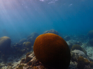 coral reef in the sea