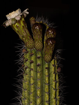Cactus pitayo con flores ( Stenocereus thurberi)