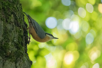 Nuthatch