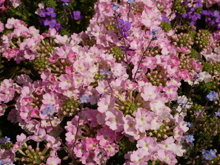 Plantes multicolores 