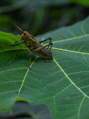 Saltamontes en planta mala mujer