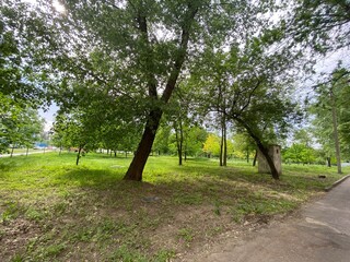 Obraz premium trees in the park