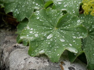 Ros&eacute;e du matin sur les feuilles d'une plante 
