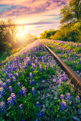 Bluebonnet flowers on railway track