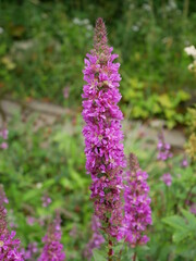 Plante mauve dans jardin botanique 