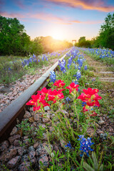 Flowers on railway track at sunset - 450110501