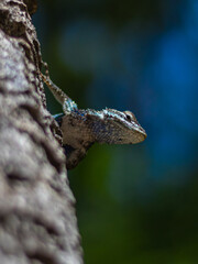 lagartija espinoso azul (Sceloporus torquatus)