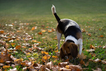 Dog and autumn © Agnieszka