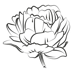 Elegant outline sketching of peony flowers, vector illustration, seamless pattern