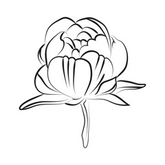 Elegant outline sketching of peony flowers, vector illustration, seamless pattern