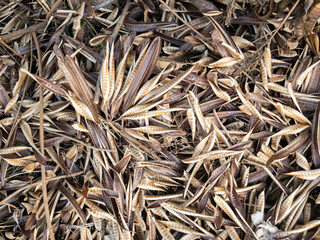 pilha de folhas secas amontoadas no chão, perigoso combustível para queimadas