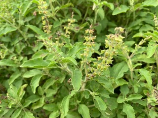 Close up Lemon basil, Hoary basil, Hairy basil (Ocimum africanum) tropical vegetables in Thailand herbs in the garden