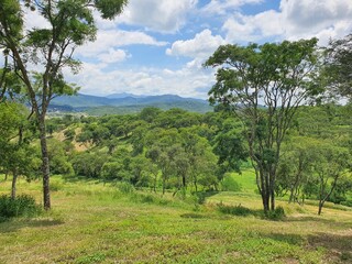 trees in region country