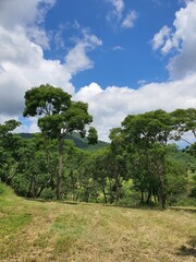 landscape with trees