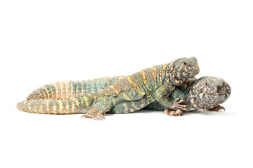 Fototapeta premium Uromastyx ornata ornata male and female isolated on a white background