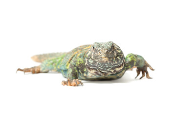 Uromastyx ornata ornata female crawling isolated on a white background