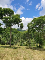 landscape with trees