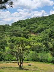 Obraz premium landscape with trees